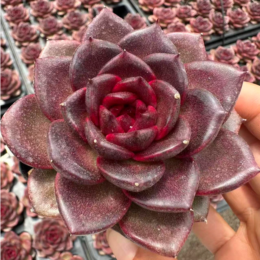 7#挪威森林优秀版多肉植物   前男友精品多肉