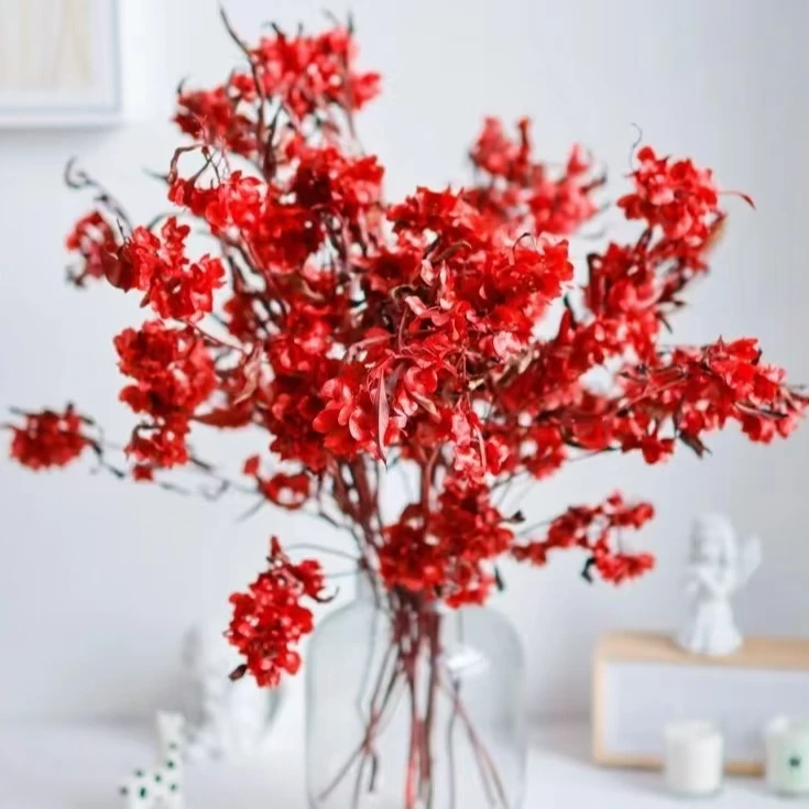 红色迎客豆     花期特别长 批发花店摆地摊基地直发一手货源