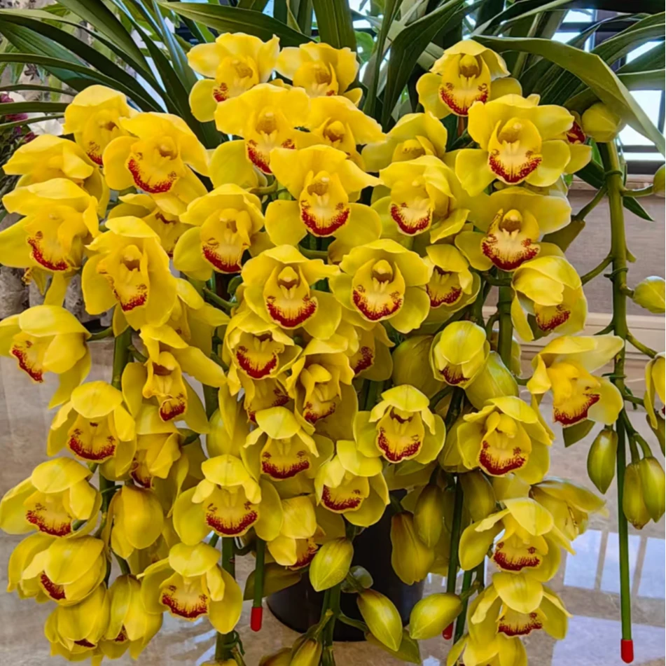 【杨贵妃】落地款带花剑大花蕙兰室内兰花盆栽有香味
