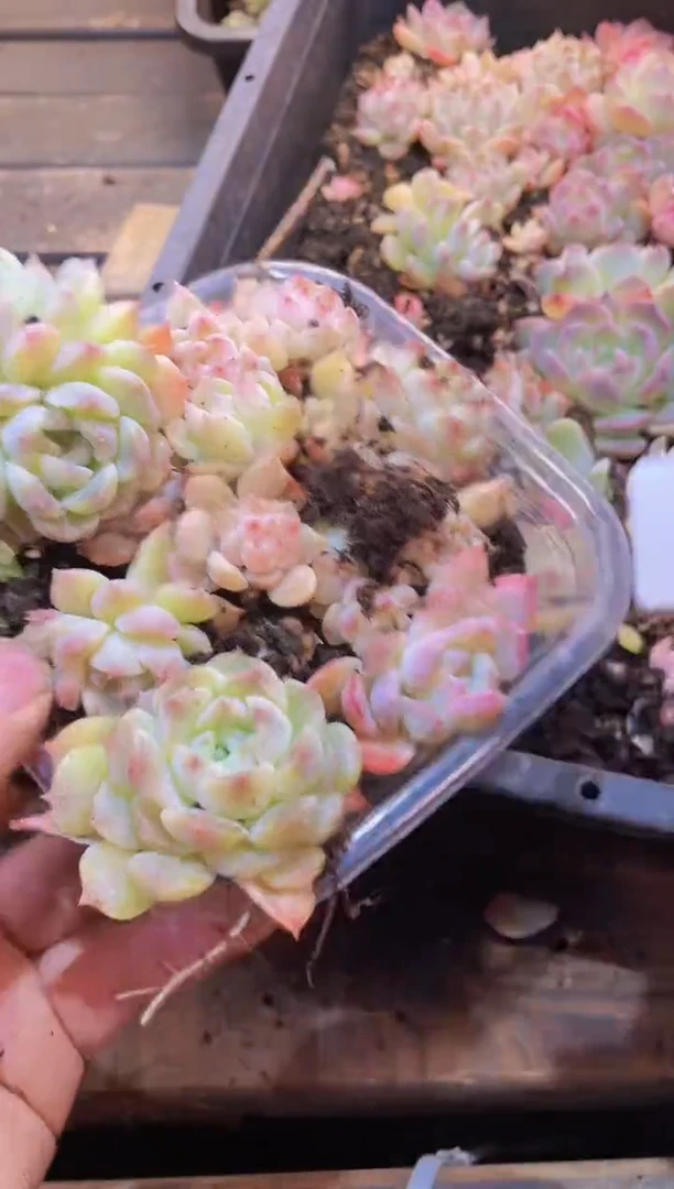 【闪购商品】111冰魄B+C量拍1盒