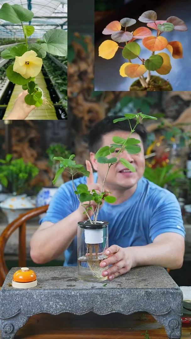 当前无花栽培后可以开花滨朴玻璃瓶T