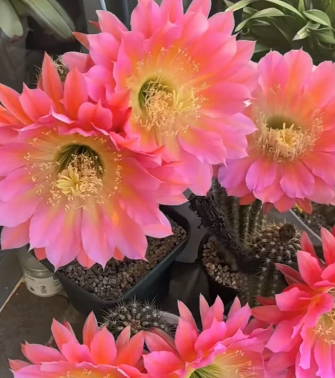 飞碟毛花柱  仙人球夏型种绿植盆栽桌面阳台