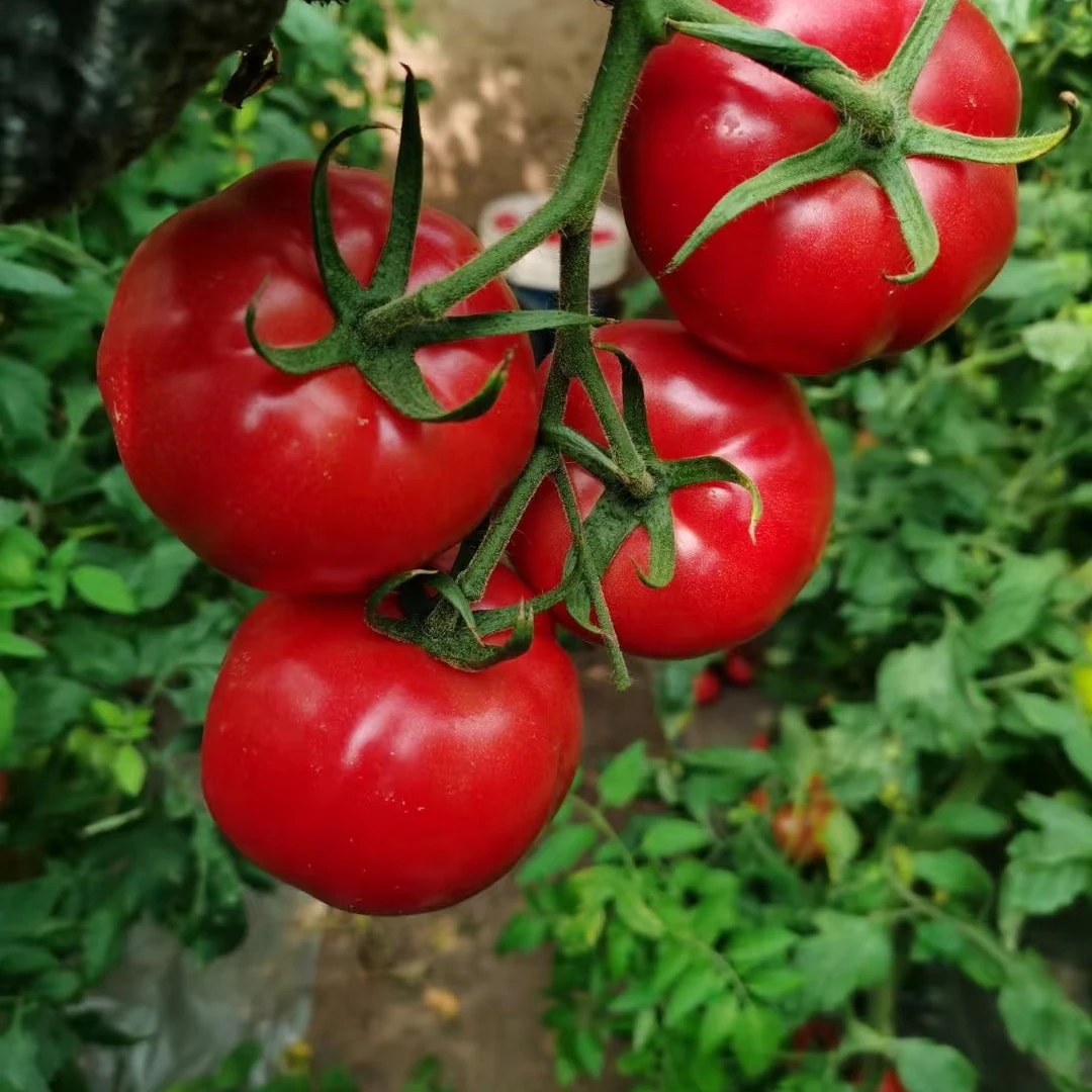 【超甜薄汁皮薄】山东樱桃88新鲜小番茄现摘现发 樱桃小番茄水果釜山88小番茄山东省