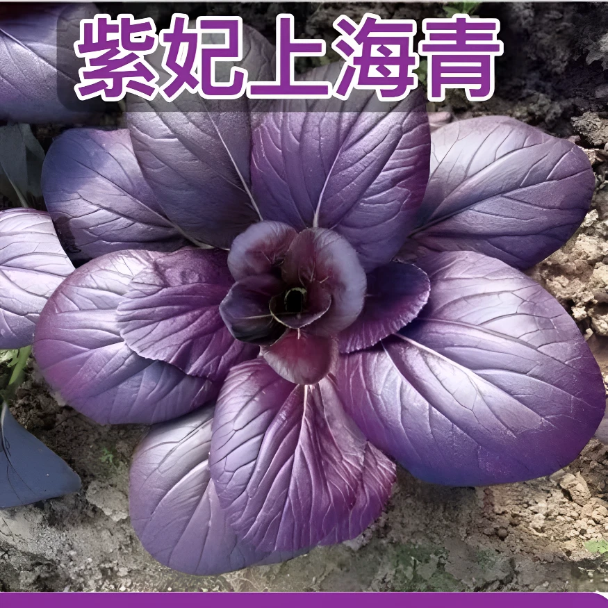 【全店满8包包邮】紫妃上海青种子