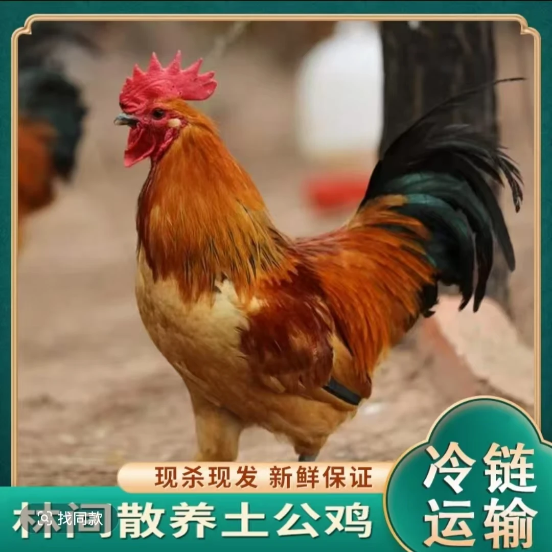 【3花花】买3送1 共4只农家散养土公鸡 净重10-11斤 现杀带内脏