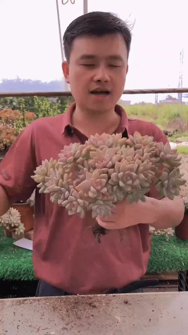 477淡雪缀化一物一拍