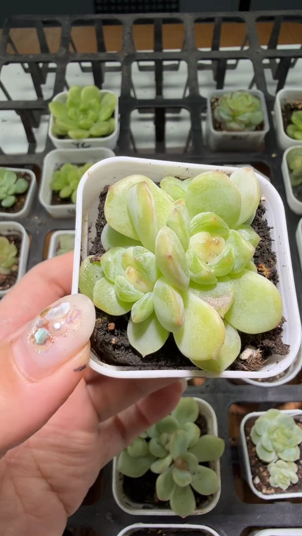你****！708  秃子多肉植物