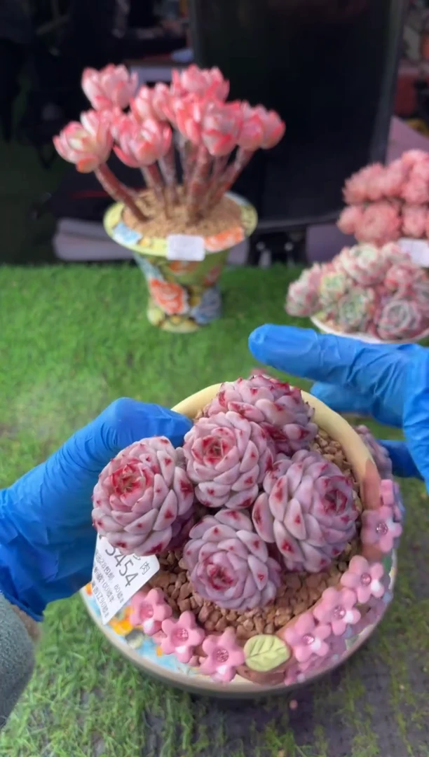 昆明印象多肉5454