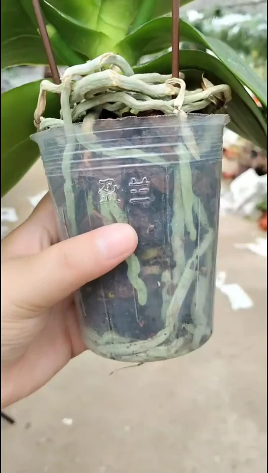 完全开放开品白优雅