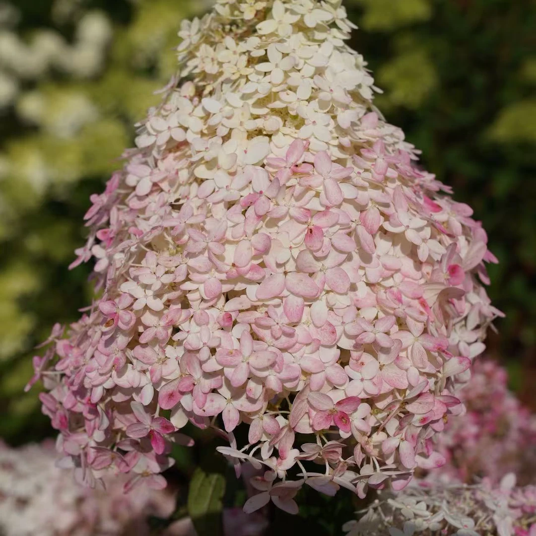 红宝石灯塔 2加（沈）圆锥绣球 初开白色后期会变粉 带花苞发货