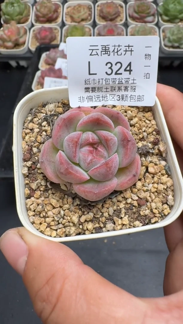 324L当天拍3颗包柚 带盆土纸巾打包 云禹花卉 珍妮多肉植物