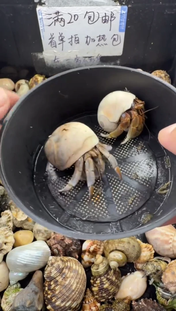 奥瓜两只包活到手一只，不包全品