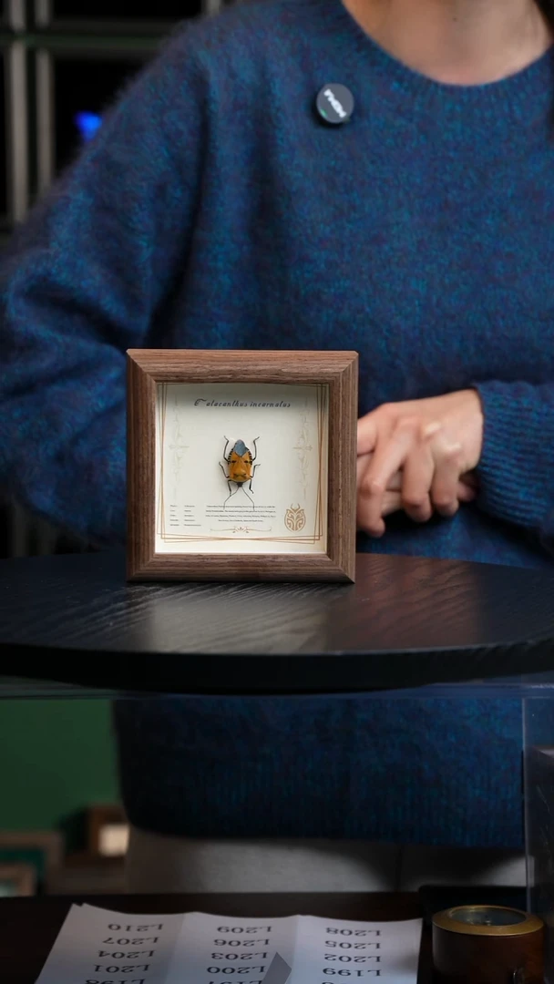 人面蝽标本4寸方框