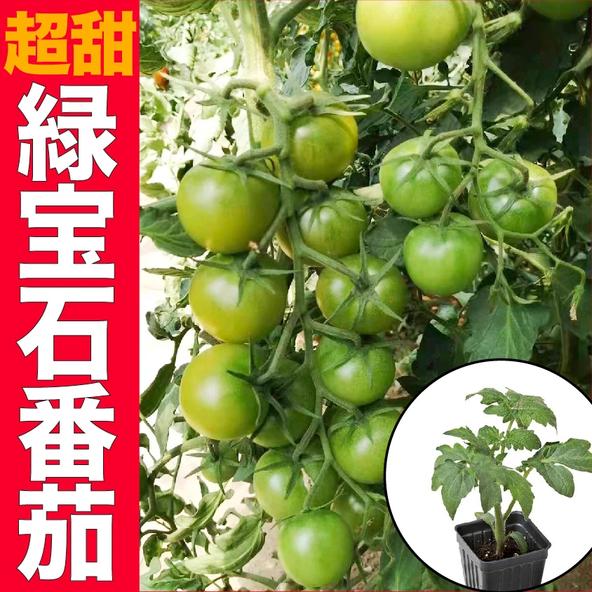 绿宝石番茄秧苗超甜贼不偷青色西红柿寿光苗场穴盘育苗