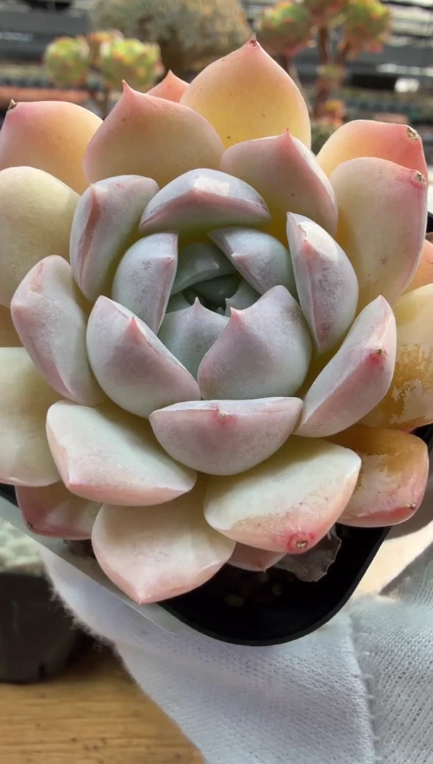 东云多肉园二店-175