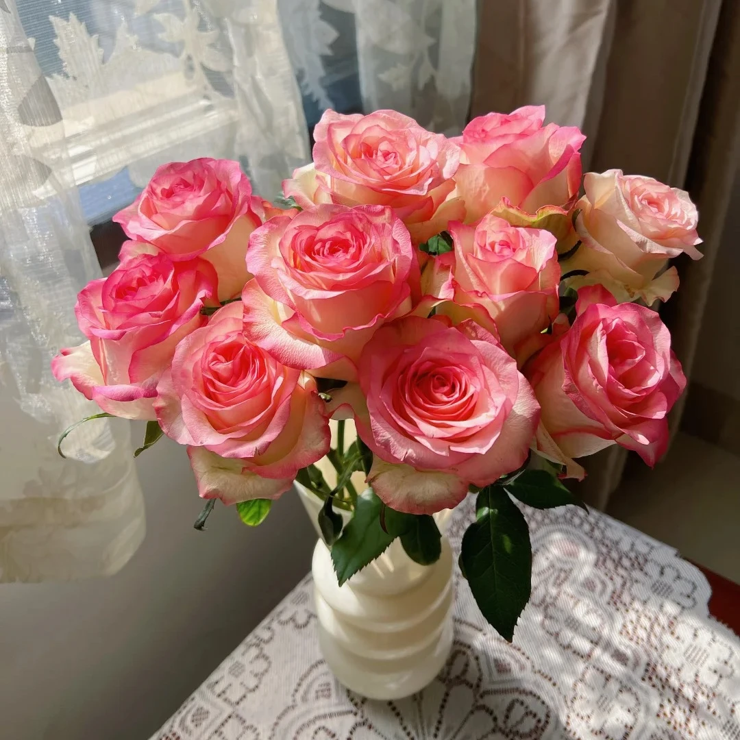 520鲜花【艾莎】粉色双色系高品质玫瑰 云南基地直发一单就包邮