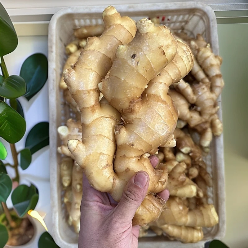 山东正宗大姜昌邑大姜今年新姜嫩姜圆头姜皮薄汁多2斤3斤5斤可选