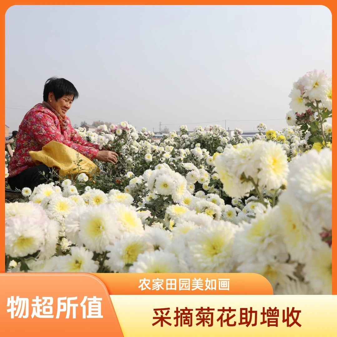 焦作特产道地怀菊花