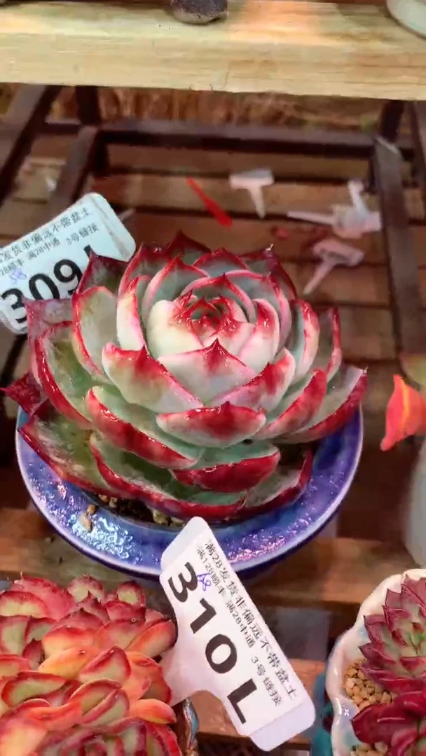 309L（一物一拍，精品多肉，所见即所得 ）