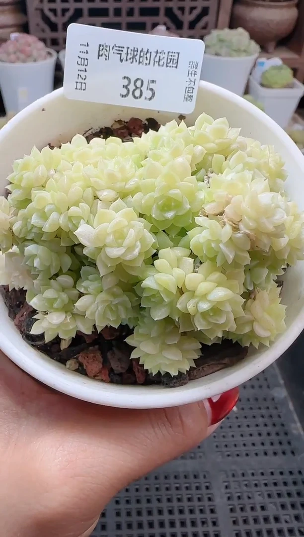 1112-385（群生不包整）