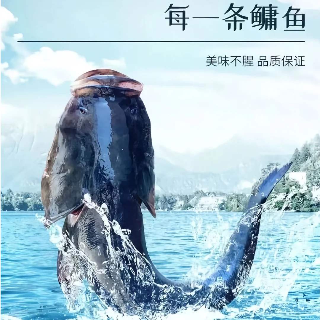 陕西汉中南湖有机胖头花鲢鱼（冰鲜顺丰空运）