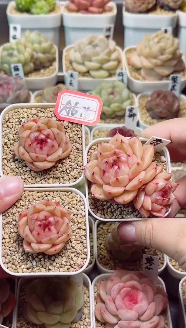 A676打包3个鹿笙