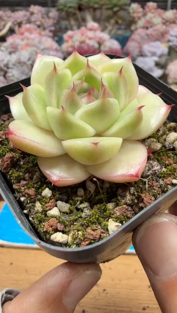 东云多肉园二店-463