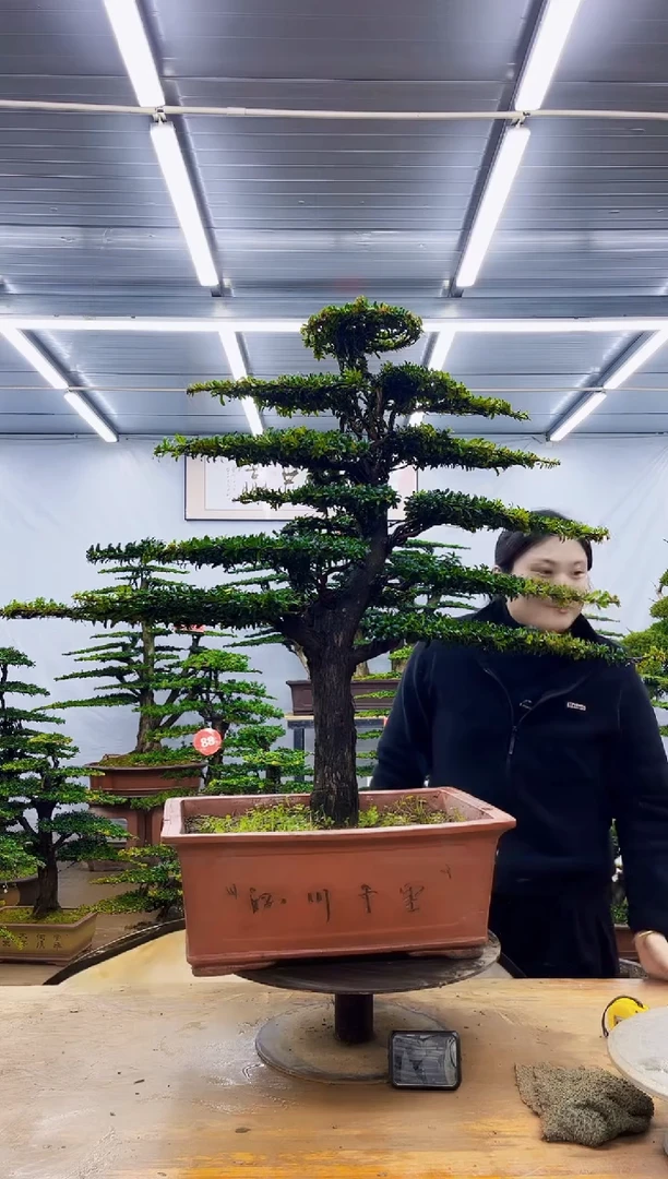 无花朵一物一拍·所见即所得