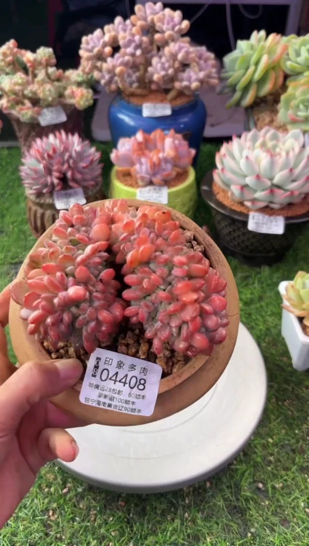 昆明印象多肉04408