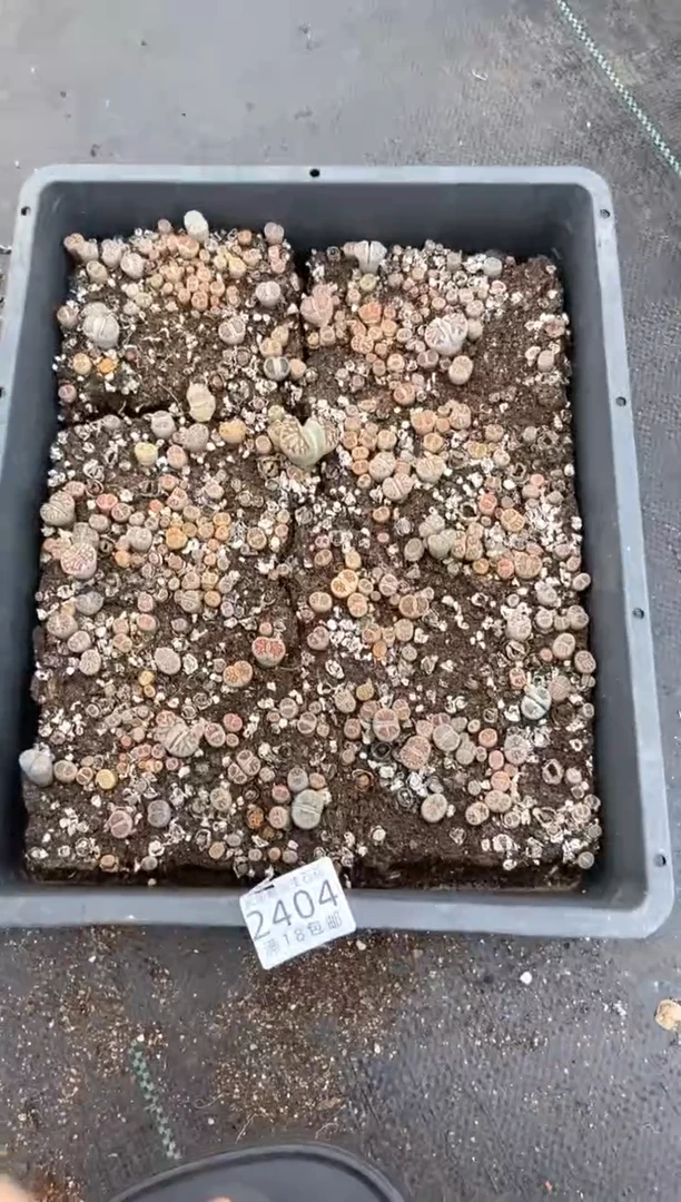 2404特价菊纹章框有疤瑕疵带土不带盆发货