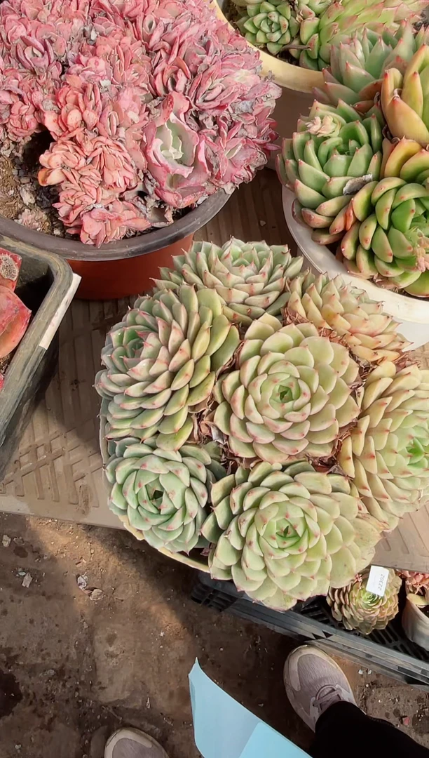 【闪购商品】22320多肉