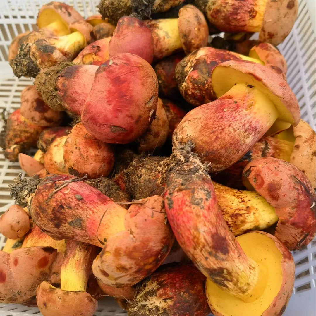 云南见手青牛肝菌红葱顺丰包邮