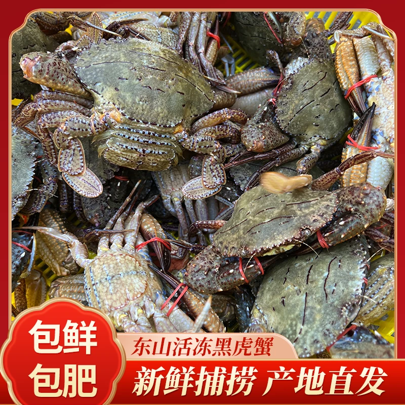 【姐夫】福建东山岛海捕黑虎蟹速冻螃蟹 海蟹 2-4只/斤 蒜瓣肉鲜甜