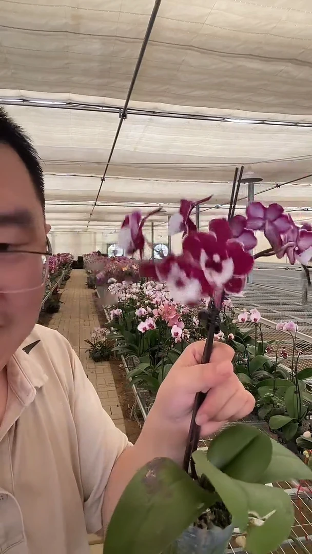 完全开放云****过叶损圣诞老人1棵