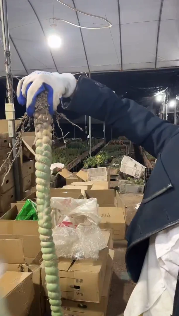 一物一拍  12 号绿竹