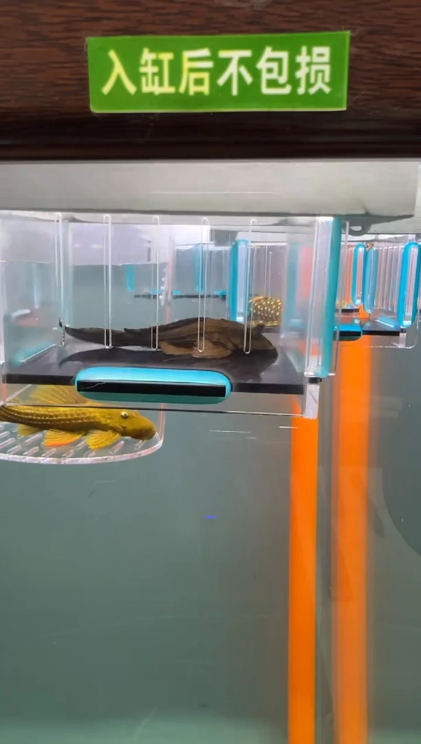 清道夫1号鳄鱼入缸不包损录制完整开箱视频7.4厘米