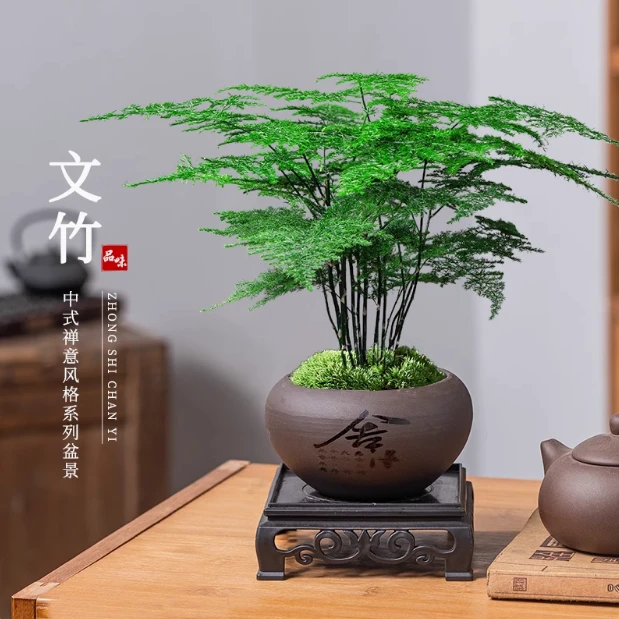 文竹盆栽植物室内花卉盆景客厅办公室桌面小绿植好养云竹四季常青
