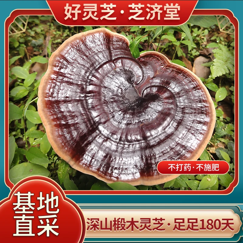 双十二深山椴木晒干紫灵芝500g