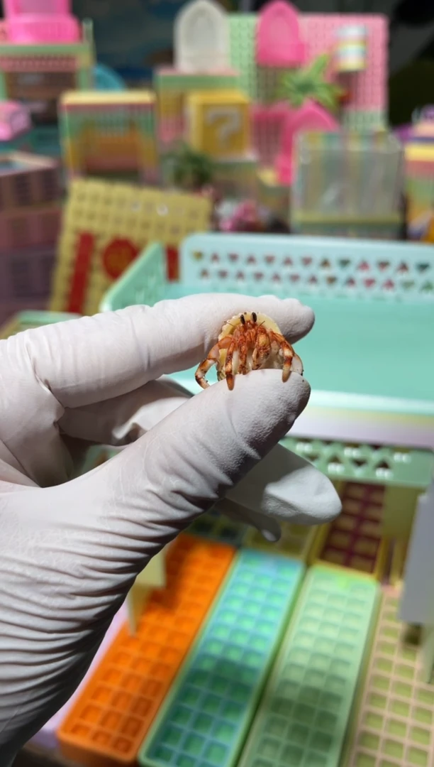 陌派有钳寄居蟹358黑莓