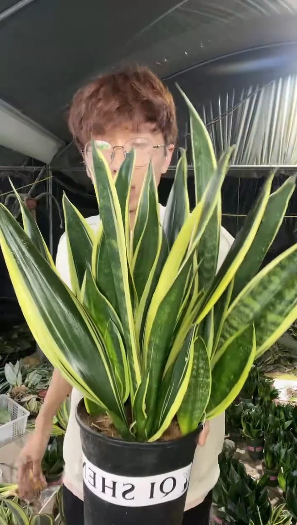 【闪购商品】金丝雀带盆土19.9