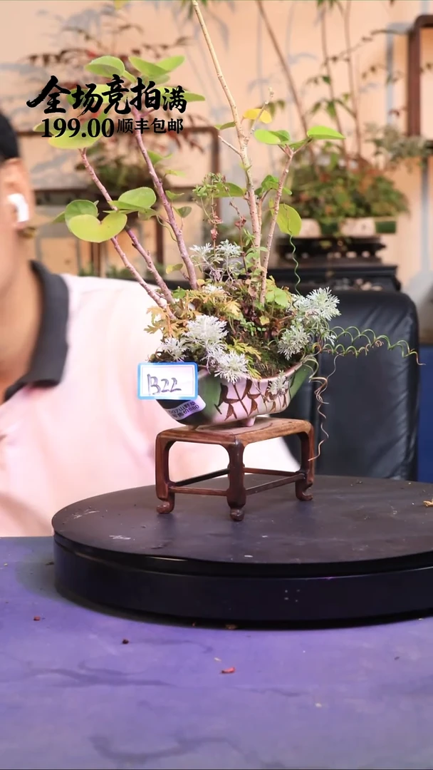 完全开放B22草本植物 顺丰到付