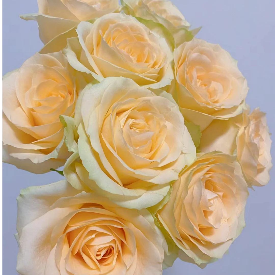 10枝【香槟】单头玫瑰 室内水养鲜切花 云南昆明基地直发