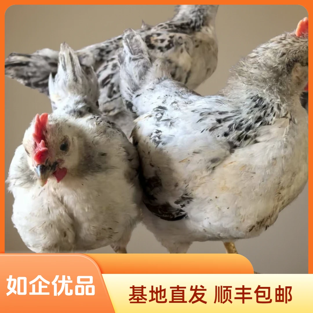 【10只】保种基地活体发货，白芦宠物鸡，半斤左右发货，顺丰包邮