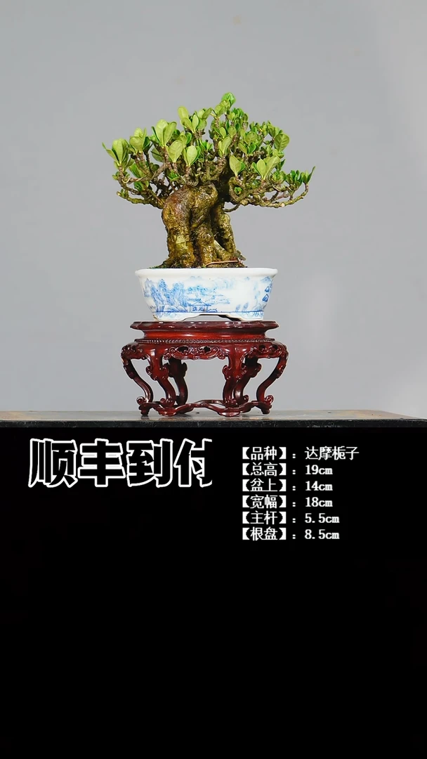 无花朵浪**士达摩栀子