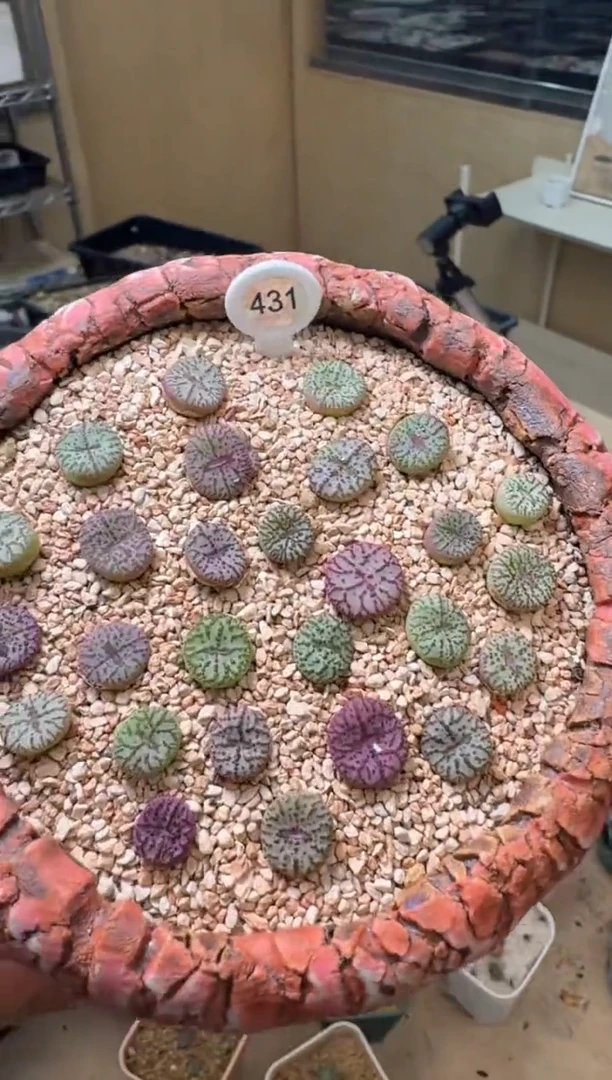 5-33多肉植物霓虹安贞一颗