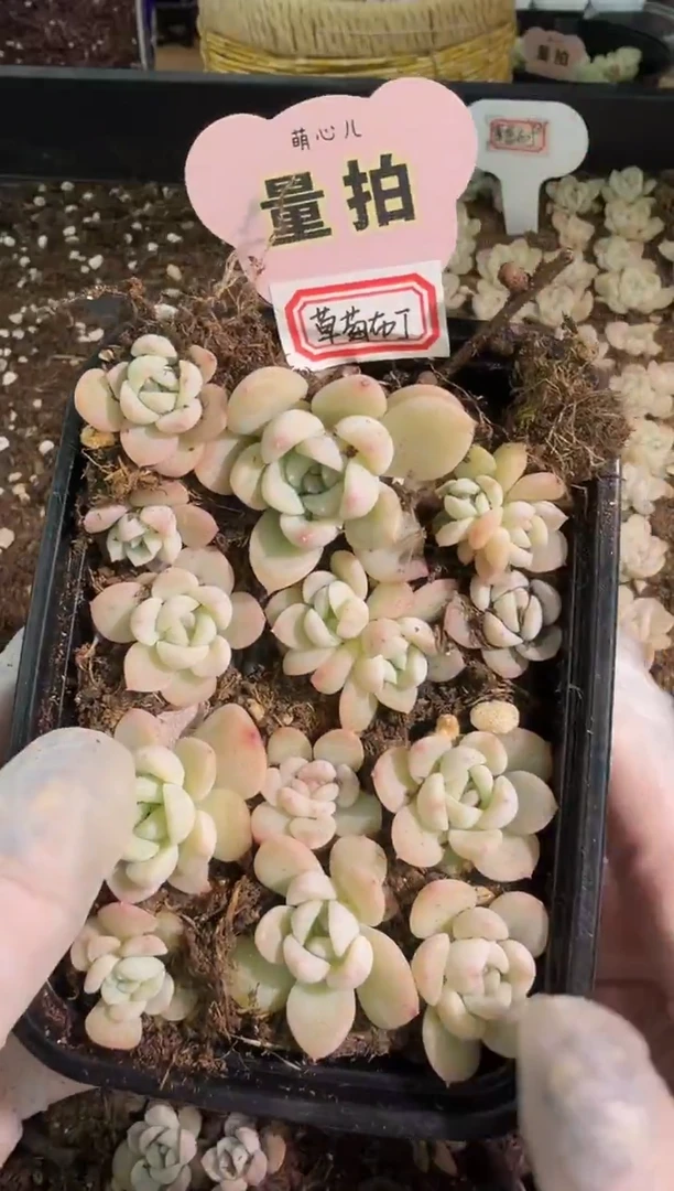 草莓布丁切糕1盒 量拍混发