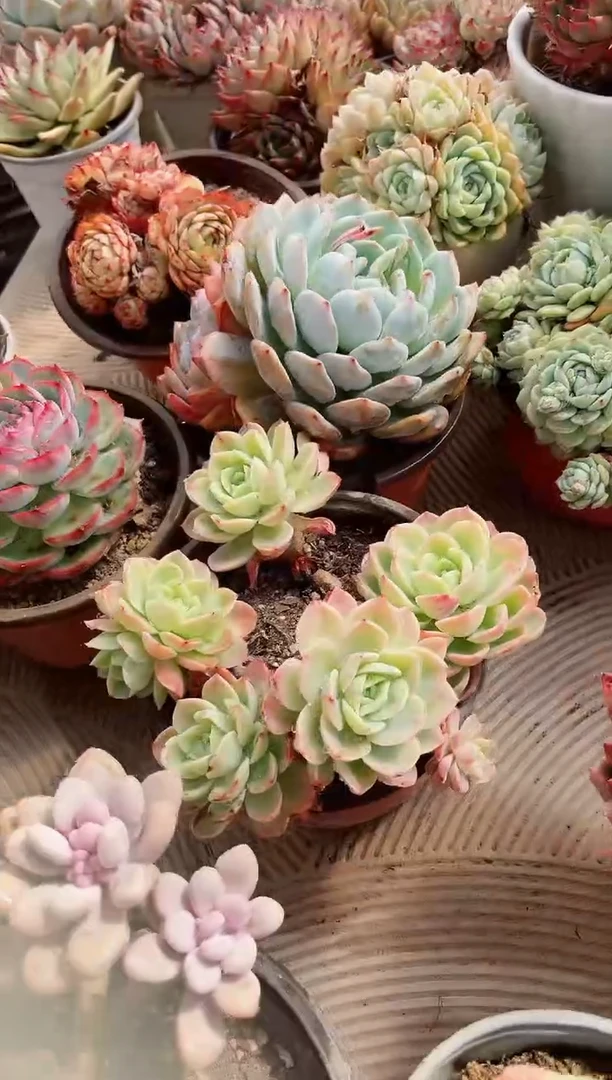 【闪购商品】10272