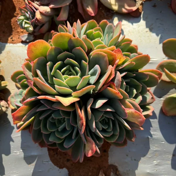 地栽绮罗 精品多肉