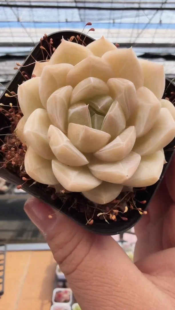 东云多肉园新款-259