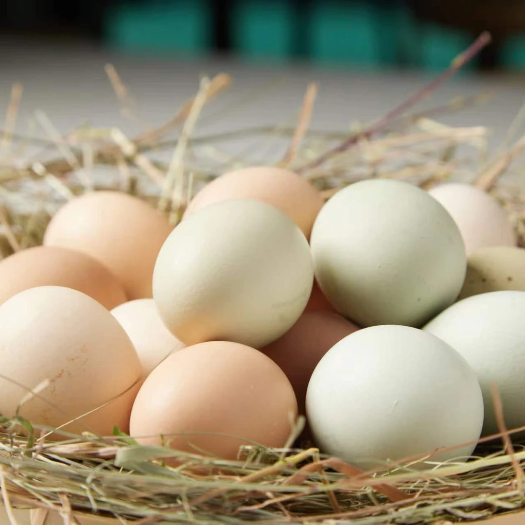 正蓝旗奶酪会客厅 百格利生态牧场 草原牧鸡蛋 25枚